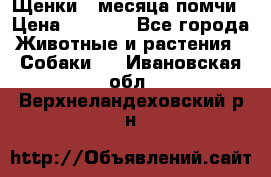 Щенки 4 месяца-помчи › Цена ­ 5 000 - Все города Животные и растения » Собаки   . Ивановская обл.,Верхнеландеховский р-н